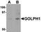 Pap7 antibody, TA306856, Origene, Western Blot image 