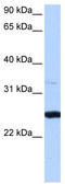 Phosphoribosyl Transferase Domain Containing 1 antibody, TA346807, Origene, Western Blot image 