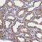 Xanthine Dehydrogenase antibody, HPA062641, Atlas Antibodies, Immunohistochemistry paraffin image 
