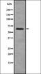 P2X purinoceptor 7 antibody, orb337061, Biorbyt, Western Blot image 