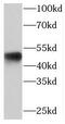 Protein kinase C and casein kinase substrate in neurons protein 3 antibody, FNab06102, FineTest, Western Blot image 