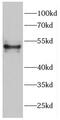 TRNA Methyltransferase O antibody, FNab01143, FineTest, Western Blot image 