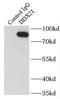 DExD-Box Helicase 21 antibody, FNab02299, FineTest, Immunoprecipitation image 