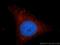 Interferon Regulatory Factor 9 antibody, 14167-1-AP, Proteintech Group, Immunofluorescence image 