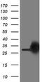 Phosphoglycerate Mutase 2 antibody, TA503426, Origene, Western Blot image 