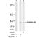 Ephrin B2 antibody, AP02707PU-S, Origene, Western Blot image 