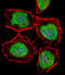 TATA box-binding protein-like protein 2 antibody, LS-C161749, Lifespan Biosciences, Immunofluorescence image 