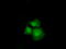 Cyclin-dependent kinase inhibitor 2A, isoforms 1/2/3 antibody, LS-C114332, Lifespan Biosciences, Immunofluorescence image 