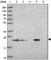Secretion Associated Ras Related GTPase 1B antibody, NBP2-33521, Novus Biologicals, Immunohistochemistry paraffin image 