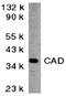 CAD protein antibody, orb74343, Biorbyt, Western Blot image 