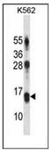 Lymphocyte Antigen 86 antibody, AP52566PU-N, Origene, Western Blot image 