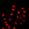 Histone Cluster 4 H4 antibody, LS-C353654, Lifespan Biosciences, Immunofluorescence image 