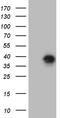 IGB antibody, TA810462, Origene, Western Blot image 