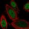 Homeobox protein GBX-2 antibody, HPA067809, Atlas Antibodies, Immunofluorescence image 
