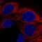 APC Membrane Recruitment Protein 3 antibody, NBP2-38719, Novus Biologicals, Immunofluorescence image 