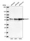 Stromal membrane-associated protein 1 antibody, HPA030574, Atlas Antibodies, Western Blot image 