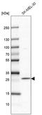 Family With Sequence Similarity 168 Member A antibody, HPA037580, Atlas Antibodies, Western Blot image 
