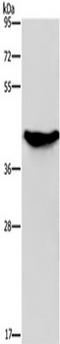 Galactokinase 1 antibody, TA350005, Origene, Western Blot image 
