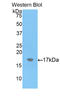 Alpha-2-Macroglobulin antibody, LS-C304744, Lifespan Biosciences, Western Blot image 
