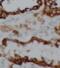 Dynein heavy chain 17, axonemal antibody, FNab02435, FineTest, Immunohistochemistry frozen image 