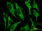 Glutathione S-transferase A2 antibody, LS-C197366, Lifespan Biosciences, Immunofluorescence image 