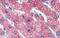 Zinc Finger Protein 777 antibody, ARP32569_P050, Aviva Systems Biology, Immunohistochemistry paraffin image 