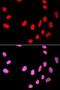 Cell Division Cycle 25C antibody, LS-C746941, Lifespan Biosciences, Immunofluorescence image 