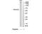 60 kDa SS-A/Ro ribonucleoprotein antibody, TA312941, Origene, Western Blot image 