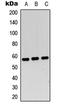 c-Myc antibody, LS-C368465, Lifespan Biosciences, Western Blot image 