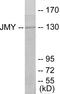 Junction Mediating And Regulatory Protein, P53 Cofactor antibody, EKC1614, Boster Biological Technology, Western Blot image 