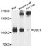Desmocollin 1 antibody, A10061, ABclonal Technology, Western Blot image 
