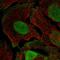 p125 antibody, HPA069673, Atlas Antibodies, Immunofluorescence image 