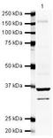 Galectin 8 antibody, PA5-19729, Invitrogen Antibodies, Western Blot image 