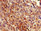 Uncharacterized aarF domain-containing protein kinase 4 antibody, CSB-PA839305LA01HU, Cusabio, Immunohistochemistry frozen image 
