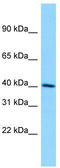 Dermokine antibody, TA331201, Origene, Western Blot image 