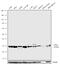 Tropomyosin 4 antibody, 720311, Invitrogen Antibodies, Western Blot image 