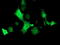 E-Tmod antibody, TA503173, Origene, Immunofluorescence image 