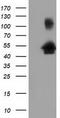 Golgi reassembly-stacking protein 1 antibody, TA501392, Origene, Western Blot image 