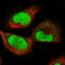 Epithelial Cell Transforming 2 antibody, HPA053261, Atlas Antibodies, Immunofluorescence image 