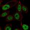 Zinc Finger Protein 473 antibody, NBP2-57896, Novus Biologicals, Immunocytochemistry image 