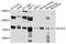 Kelch Like Family Member 9 antibody, PA5-76275, Invitrogen Antibodies, Western Blot image 