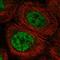 Protein artemis antibody, HPA069295, Atlas Antibodies, Immunofluorescence image 
