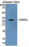 Nuclear Receptor Subfamily 5 Group A Member 2 antibody, LS-C373218, Lifespan Biosciences, Western Blot image 