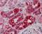 Midline 2 antibody, 45-887, ProSci, Western Blot image 