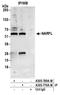 Cytosolic Iron-Sulfur Assembly Component 3 antibody, A305-769A-M, Bethyl Labs, Immunoprecipitation image 
