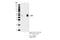 CXADR Ig-Like Cell Adhesion Molecule antibody, 16984S, Cell Signaling Technology, Immunoprecipitation image 