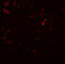 hSIRT1 antibody, 5765, ProSci Inc, Immunofluorescence image 