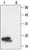 Neurotrophin 4 antibody, TA328674, Origene, Western Blot image 