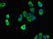 DnaJ Heat Shock Protein Family (Hsp40) Member C4 antibody, LS-C671580, Lifespan Biosciences, Immunofluorescence image 