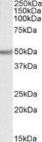 UDP-glucuronosyltransferase 2B2 antibody, LS-C139761, Lifespan Biosciences, Western Blot image 